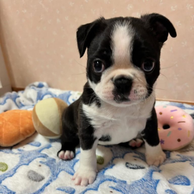 small puppy adoption