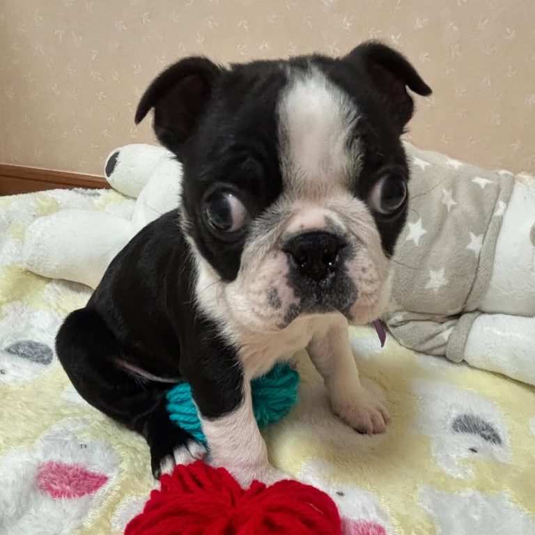 small puppy adoption