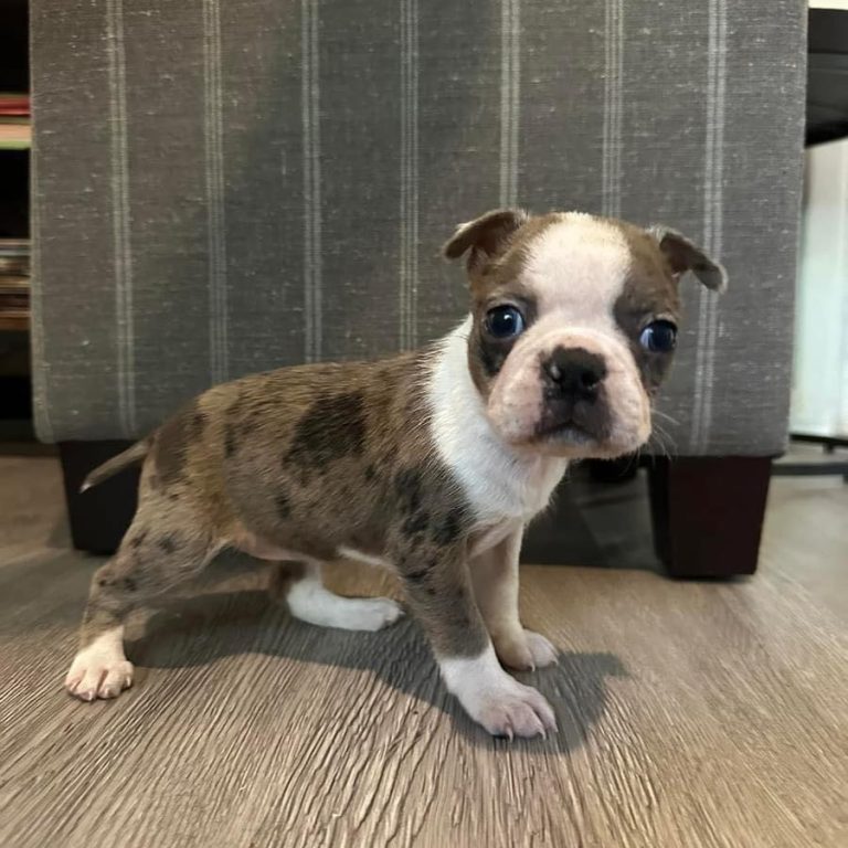 small puppy adoption