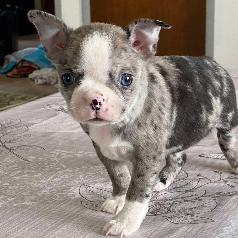 Merle Boston terrier